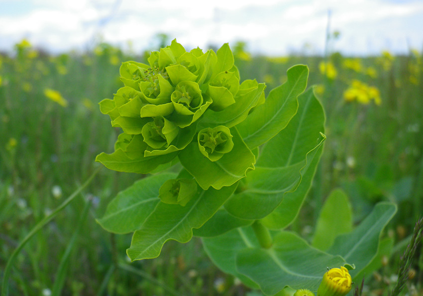  польовий (Euphorbia agraria)